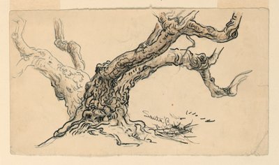 رسم، اسكتشات. أشجار الجميز، سانتا باربرا، كاليفورنيا، حوالي 1888 بواسطة صموئيل كولمان