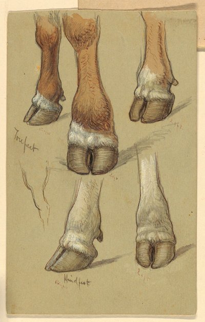 رسم، دراسات بعد الماشية، 1871 بواسطة صموئيل كولمان