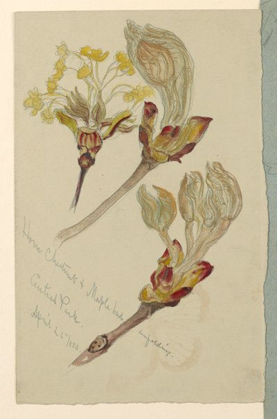 رسم، دراسات. تفتح براعم كستناء الحصان والقيقب، سنترال بارك، نيويورك، 26 أبريل 1880 بواسطة صموئيل كولمان