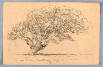 رسم، دراسات. أشجار، سانتا باربرا، كاليفورنيا، 1888 بواسطة صموئيل كولمان
