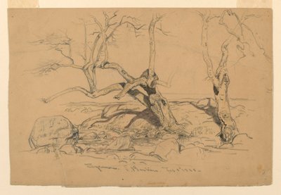 رسم، دراسات. الأشجار، سانتا باربرا، كاليفورنيا، 3 فبراير 1888 بواسطة صموئيل كولمان