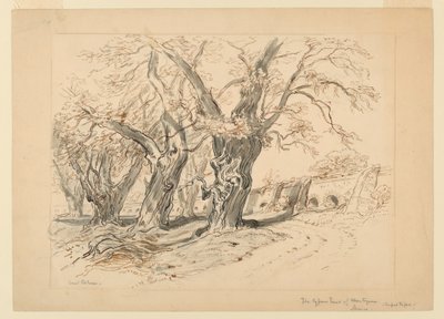 Drawing, Study for The Cypress Trees of Montezuma, Park of Chapultepec, Mexico بواسطة صموئيل كولمان