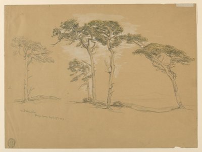 Windblown Pines ، باسيفيك جروف. فيرسو: طريق ساحل المحيط الهادئ المؤدي إلى بوينت سور. بواسطة Samuel Colman