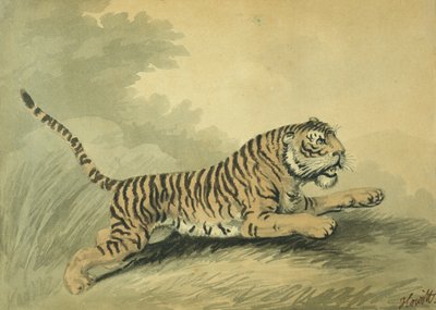 نمر يقفز إلى اليمين ، 1807 بواسطة Samuel Howitt