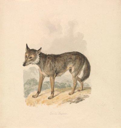 Canis Lupus ، أو Gray Wolf بواسطة Samuel Howitt