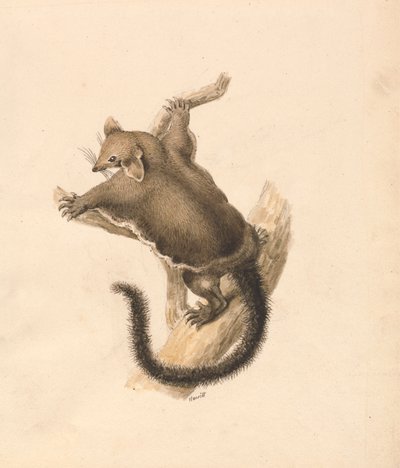 سنجاب طائر بواسطة Samuel Howitt