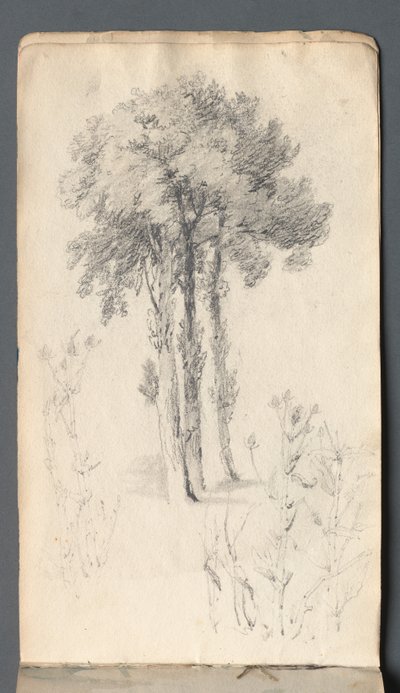 كراسة الرسم: دراسة شجرة بواسطة Samuel Prout