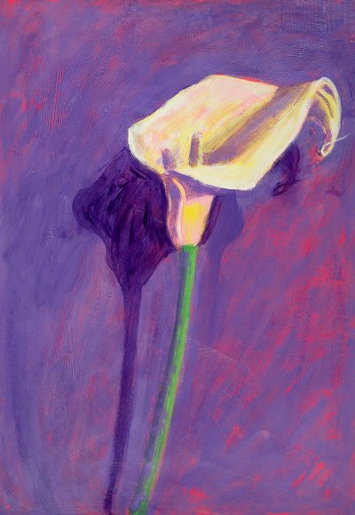 Arum Lily (زيت على البطاقة) بواسطة Sara Hayward
