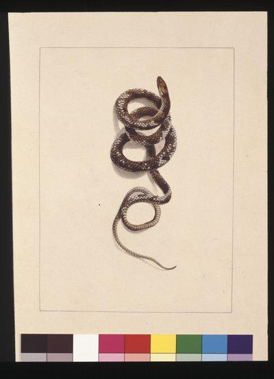 صفحة 20. ثعبان رقم 1. يُعرف الآن باسم ثعبان بني ، حوالي 1789-90 (ألوان مائية) بواسطة سارة ستون