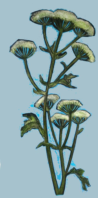 Hogweed 2020 (أكريليك على السبورة) بواسطة سارة طومسون إنجلز