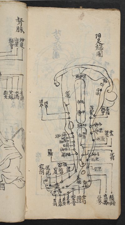 نقاط الوخز بالإبر على الساق ، من Jing Guan Qi Zhi ، "بدايات ونهايات نقاط وقنوات الوخز بالإبر" ، حانة. جنوب الصين ، أوائل القرن الثامن عشر (حبر على ورق) بواسطة المدرسة الصينية