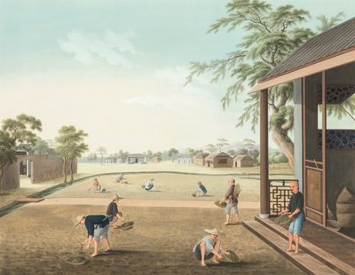 إنتاج الشاي، حوالي عام 1820 (طلاء بالألوان الجسدية والذهبية على حرير موضوع على ورق) بواسطة المدرسة الصينية