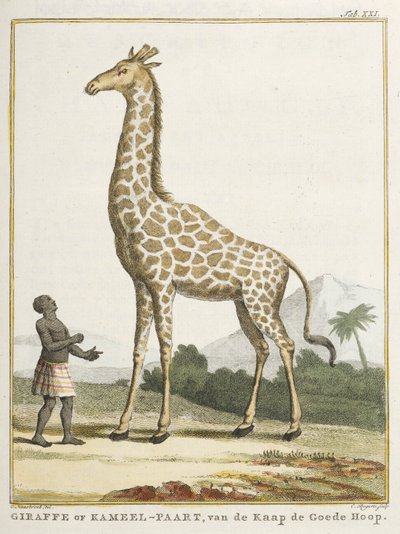 زرافة أو كميل بار ، رسم توضيحي من "ملاحظات على الهيكل العظمي للزرافة ..." بواسطة مدرسة الهولندية