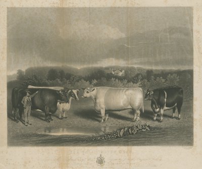 تشيلنجتون - "ثيران تشيلنجتون": نقش الميزوتنت ، بدون تاريخ [1838] (طباعة) بواسطة مدرسة اللغة الإنجليزية