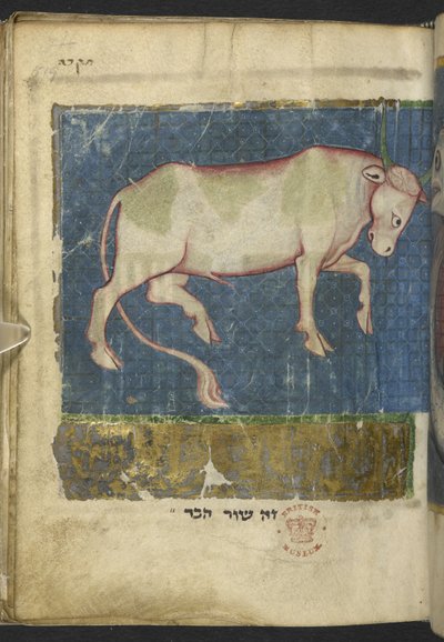 إضافة MS 11639 f.519t ثور ، من مجموعة متنوعة من النصوص التوراتية وغيرها (