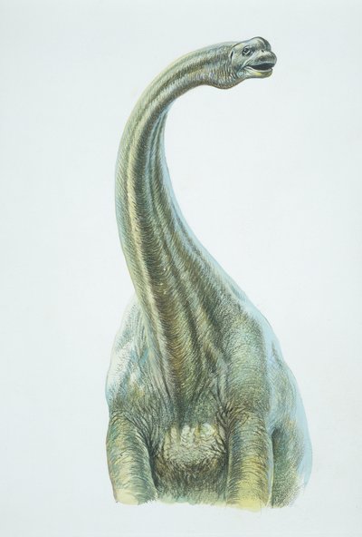 Brontosaurus ، العصر الجوراسي (لون ليثو) بواسطة المدرسة الايطالية