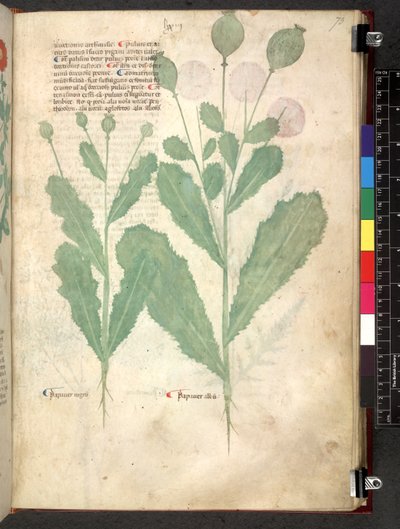 Egerton 747 Tractatus de herbis (عشبي) حوالي 1280-1310 (حبر ولون على ورق) بواسطة المدرسة الايطالية
