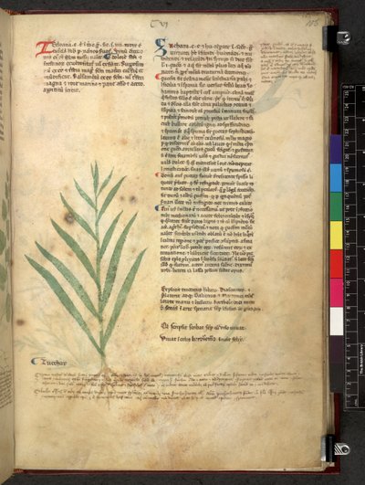 Egerton 747 Tractatus de herbis (عشبي) حوالي 1280-1310 (حبر ولون على ورق) بواسطة المدرسة الايطالية