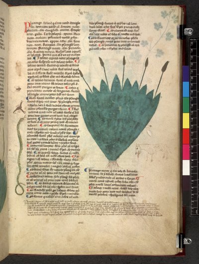 Egerton 747 Tractatus de herbis (عشبي) حوالي 1280-1310 (حبر ولون على ورق) بواسطة المدرسة الايطالية