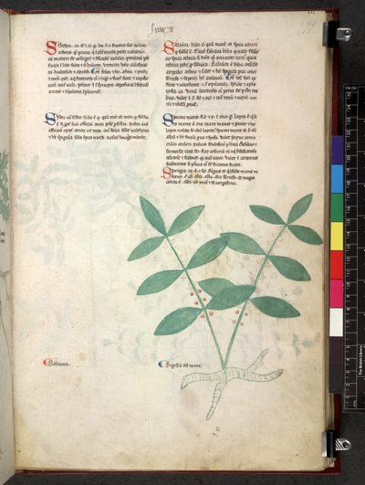 Egerton 747 Tractatus de herbis (عشبي) حوالي 1280-1310 (حبر ولون على ورق) بواسطة المدرسة الايطالية