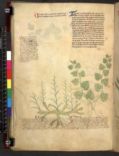 Egerton 747 Tractatus de herbis (عشبي) حوالي 1280-1310 (حبر ولون على ورق) بواسطة المدرسة الايطالية