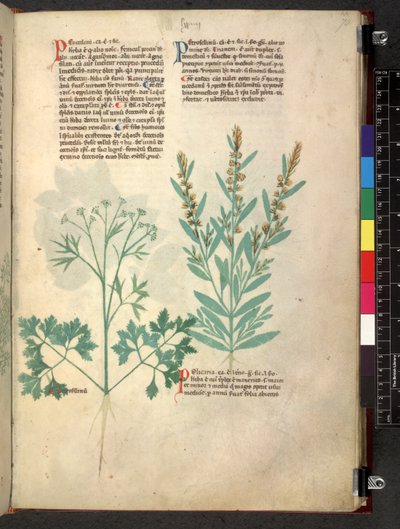 Egerton 747 Tractatus de herbis (عشبي) حوالي 1280-1310 (حبر ولون على ورق) بواسطة المدرسة الايطالية