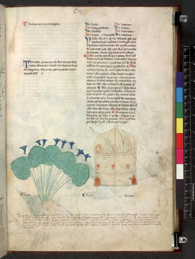 Egerton 747 Tractatus de herbis (عشبي) حوالي 1280-1310 (حبر ولون على ورق) بواسطة المدرسة الايطالية