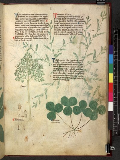 Egerton 747 Tractatus de herbis (عشبي) حوالي 1280-1310 (حبر ولون على ورق) بواسطة المدرسة الايطالية