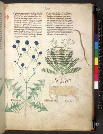 Egerton 747 Tractatus de herbis (عشبي) حوالي 1280-1310 (حبر ولون على ورق) بواسطة المدرسة الايطالية