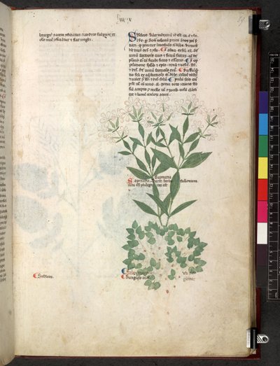 Egerton 747 Tractatus de herbis (عشبي) حوالي 1280-1310 (حبر ولون على ورق) بواسطة المدرسة الايطالية