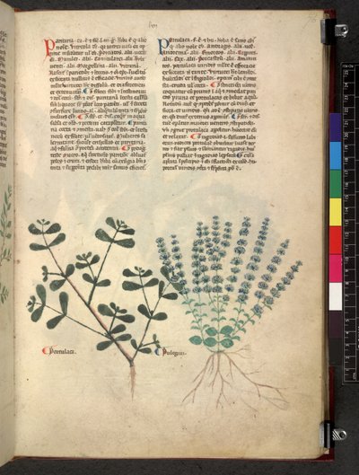 Egerton 747 Tractatus de herbis (عشبي) حوالي 1280-1310 (حبر ولون على ورق) بواسطة المدرسة الايطالية