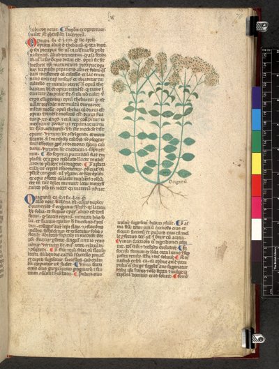 Egerton 747 Tractatus de herbis (عشبي) حوالي 1280-1310 (حبر ولون على ورق) بواسطة المدرسة الايطالية