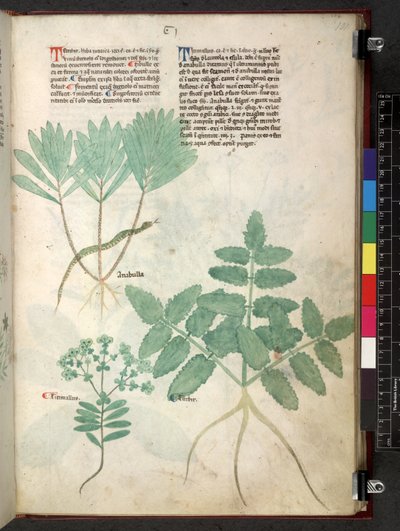 Egerton 747 Tractatus de herbis (عشبي) حوالي 1280-1310 (حبر ولون على ورق) بواسطة المدرسة الايطالية