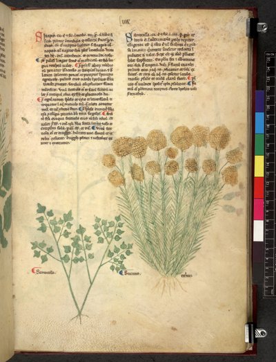 Egerton 747 Tractatus de herbis (عشبي) حوالي 1280-1310 (حبر ولون على ورق) بواسطة المدرسة الايطالية