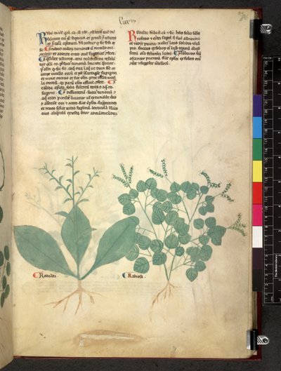 Egerton 747 Tractatus de herbis (عشبي) حوالي 1280-1310 (حبر ولون على ورق) بواسطة المدرسة الايطالية