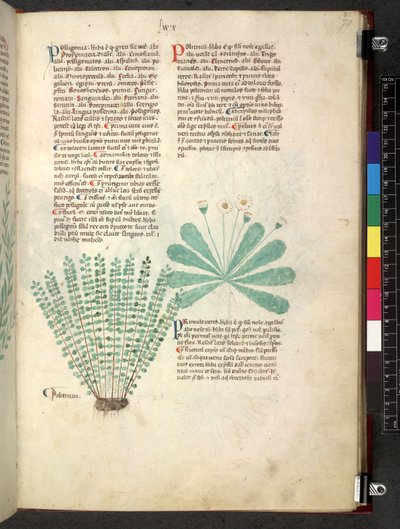 Egerton 747 Tractatus de herbis (عشبي) حوالي 1280-1310 (حبر ولون على ورق) بواسطة المدرسة الايطالية