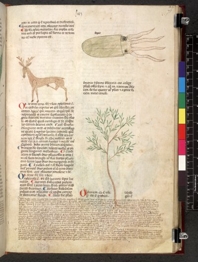 Egerton 747 Tractatus de herbis (عشبي) حوالي 1280-1310 (حبر ولون على ورق) بواسطة المدرسة الايطالية