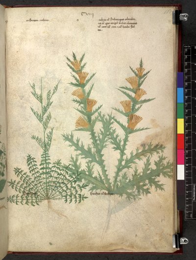 Egerton 747 Tractatus de herbis (عشبي) حوالي 1280-1310 (حبر ولون على ورق) بواسطة المدرسة الايطالية