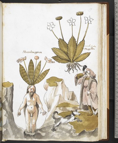 Harley MS 3736 f.59r ماندريك يسحبها كلب ، من "أعشاب مع أطروحات عن الطعام والسموم والعلاجات وخصائص الأحجار" بقلم جيوفاني كاداموستو (حبر ولون على ورق) بواسطة المدرسة الايطالية