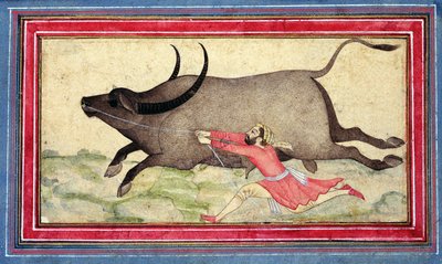 Runaway Buffalo ، Johnson Album XIV ، رقم 11 ، ظهر ، c1700 (رسم ملون على ورقة الألبوم) بواسطة مدرسة المغول