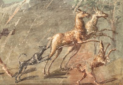 يحب أثناء الصيد، هرقليانوم بواسطة رواية مدرسية