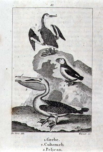 Grebe و Culterneb و Pelican من A History of the Earth and Animated Nature ، لندن 1816 (نقش على الألواح النحاسية) بواسطة مدرسة الاسبانية