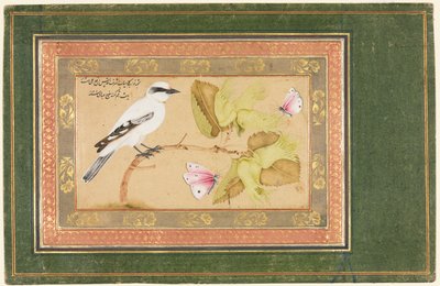 طائر أبيض وأسود يجلس على شجيرة بواسطة شافي عباسي