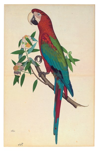 مكاو أخضر الجناح ، حوالي عام 1780 (ألوان مائية غير شفافة على ورق) بواسطة الشيخ زين الدين (ط. 1777-83)