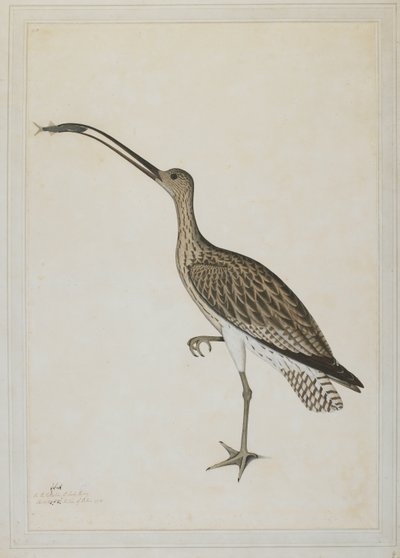Eastern Curlew Devouring a Mudskipper بواسطة الشيخ زين الدين (ط. 1777-83)