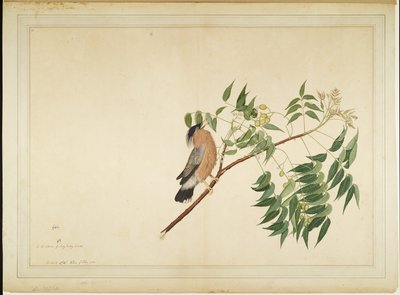 Brahminy Starling على فرع شجرة النيم ، الورقة من سلسلة بتكليف من سيدة Impey ، 1780 بواسطة Shaikh Zain ud Din