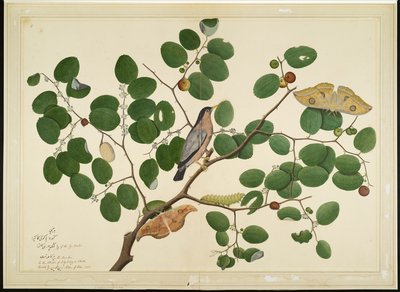 Brahminy Starling مع اثنين من فراشة Antheraea ، Caterpillar ، و Cocoon على شجرة العناب الهندية ، الورقة من سلسلة بتكليف من Lady Impey ، 1777 بواسطة Shaikh Zain ud Din