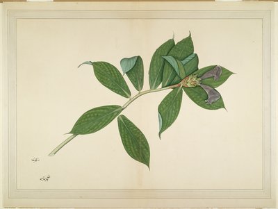نبات كريب الزنجبيل ، الورقة من سلسلة بتكليف من سيدة إمبي ، ج .1780 بواسطة الشيخ زين الدين