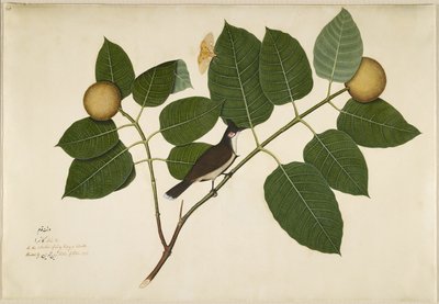 شعر بلبل وشعور Ficus Moth على فرع كادامبا ، الورقة من سلسلة بتكليف من السيدة إمبي ، 1777 بواسطة الشيخ زين الدين