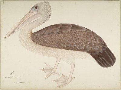البجع البجع ، ورقة من سلسلة بتكليف من سيدة Impey ، c.1780-82 بواسطة الشيخ زين الدين